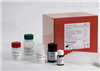 人B细胞活化因子（BAFF）ELISA试剂盒